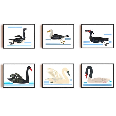 Zebuu Black-Necked Swan Art Print